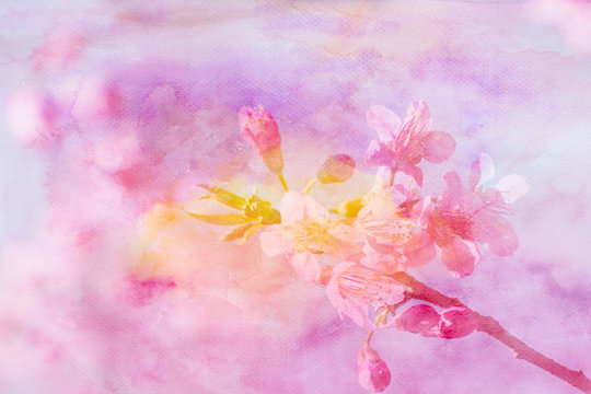 Cherry blossom flowers image mix with painted watercolor on pape
