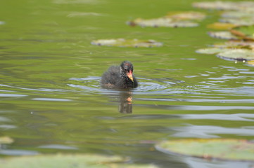 poule d'eau © Seabird75