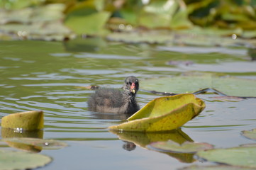 poule d'eau © Seabird75