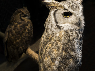 ミミズクと影