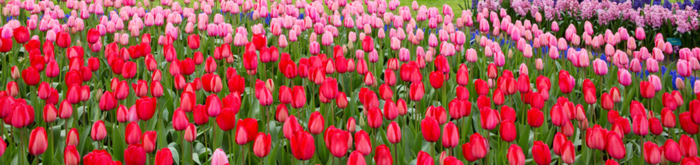 Fototapeta premium Red and pink tulips background.