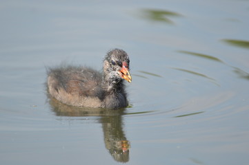 poule d'eau