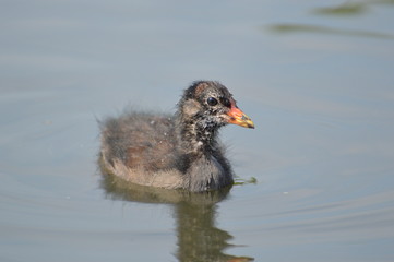 poule d'eau © Seabird75
