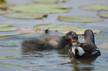 poule d'eau © Seabird75