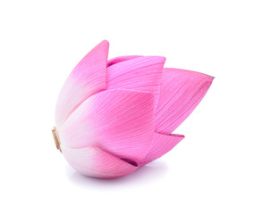 Lotus flower isolate on white background