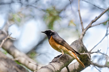 The bird sitting on the branch