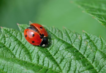 Ladybug with wings partially open, landing on a leaf © hildeanna