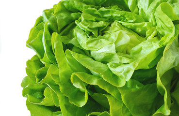  butter lettuce on white background.
