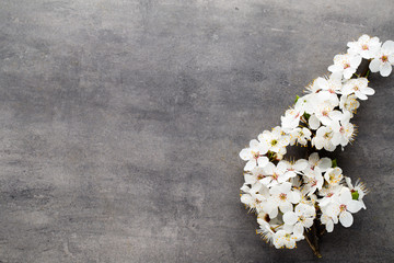 Spring cherry blossom on the gray background.