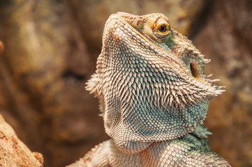 live agama lizard