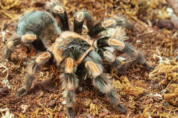 live spider (tarantula)
