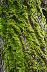 The moss on the tree bark. Background from the green moss growing on tree bark.
