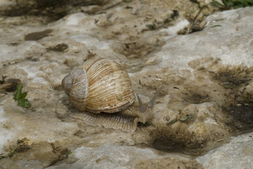 Snails crawl on limestone