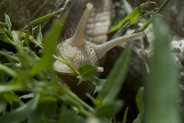 Snails crawl on limestone