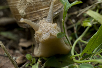 Snails crawl on limestone