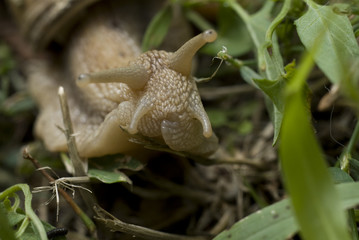 Snails crawl on limestone