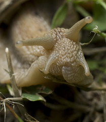 Snails crawl on limestone