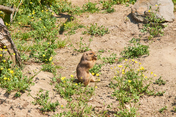 Arizona prairie dog