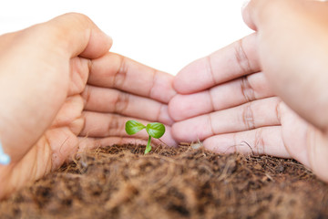 new life : hand take care young plant