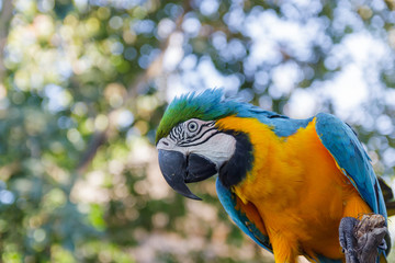 beautiful  macow standing on branch