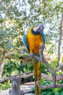 beautiful  macow standing on branch
