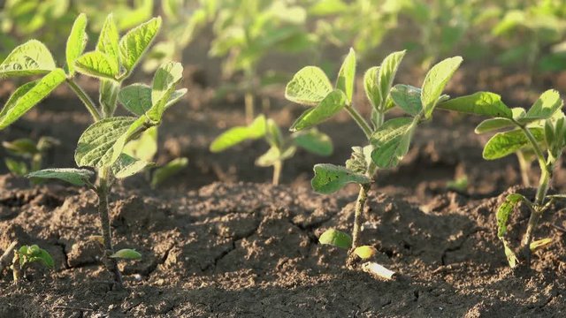 Camera sliding through young soybean crop rows in cultivated field