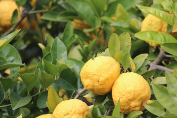 Lemon tree in a garden