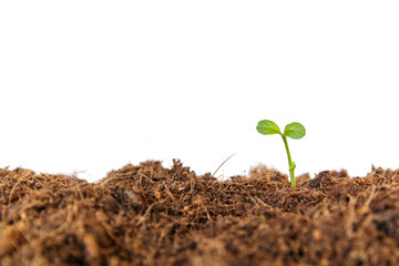 new life : young sapling on soil