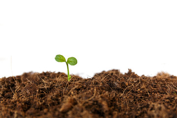 new life : young sapling on soil