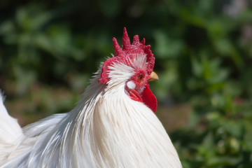 Miniature Cochin China  (Gallus gallus domesticus).