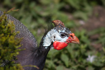 Common guinea fowl (Numida meleagris).