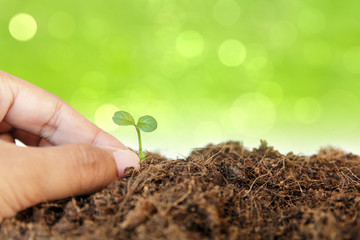 new life : hand take care young plant