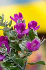 Obraz na płótnie Canvas Purple flower on green background blur