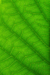 Close up on green leaf texture. nature texture.