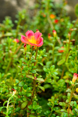 Obraz na płótnie Canvas Common purslane pink flowers on a background of green leaves. An