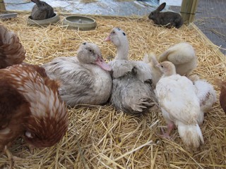 Poultry