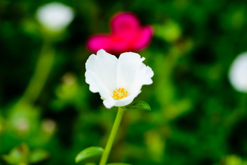 Common purslane white flowers on a background of green leaves. And conveys the moist soil