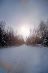 Snow covered trail thru the forest