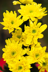 yellow daisy flower