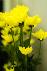 Obraz premium yellow daisy flower