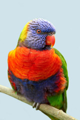 Rainbow lorikeet (Trichoglossus moluccanus)