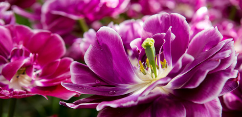 Fototapeta na wymiar Violet tulips background.Macro shot.