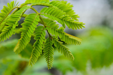 The young shoots of trees with green blur background