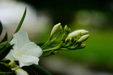 The young shoots of trees with green blur background