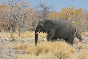 Elefant im Etosha Nationalpark