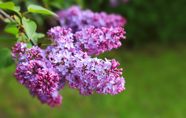 Lilac flowers isolated on green.