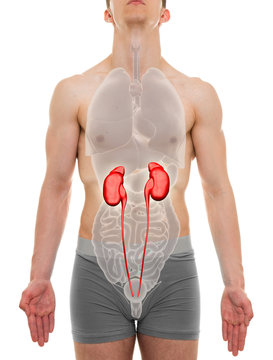 Kidneys Male - Internal Organs Anatomy - 3D illustration