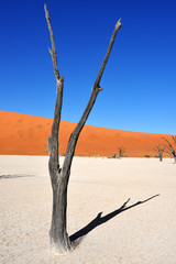 Deadvlei, Sossusvlei. Namibia