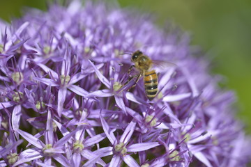 Blüte gelb