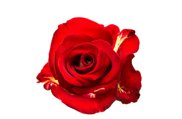 Obraz premium red rose isolated